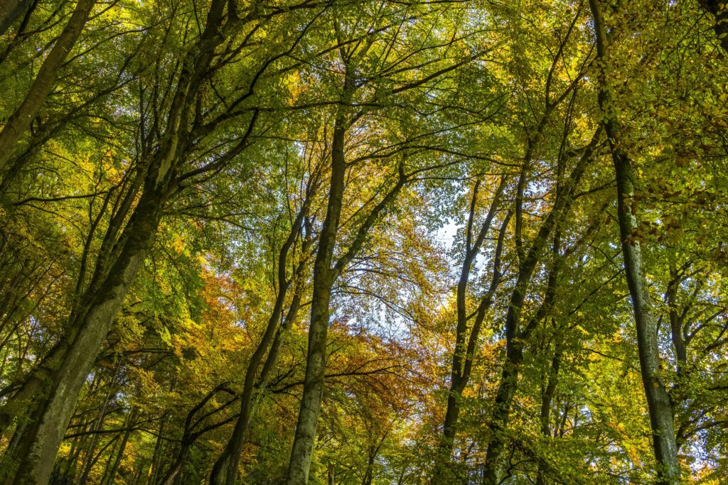 Low angle view of trees in a lush forest showcasing vibrant autumn foliage against a clear sky.